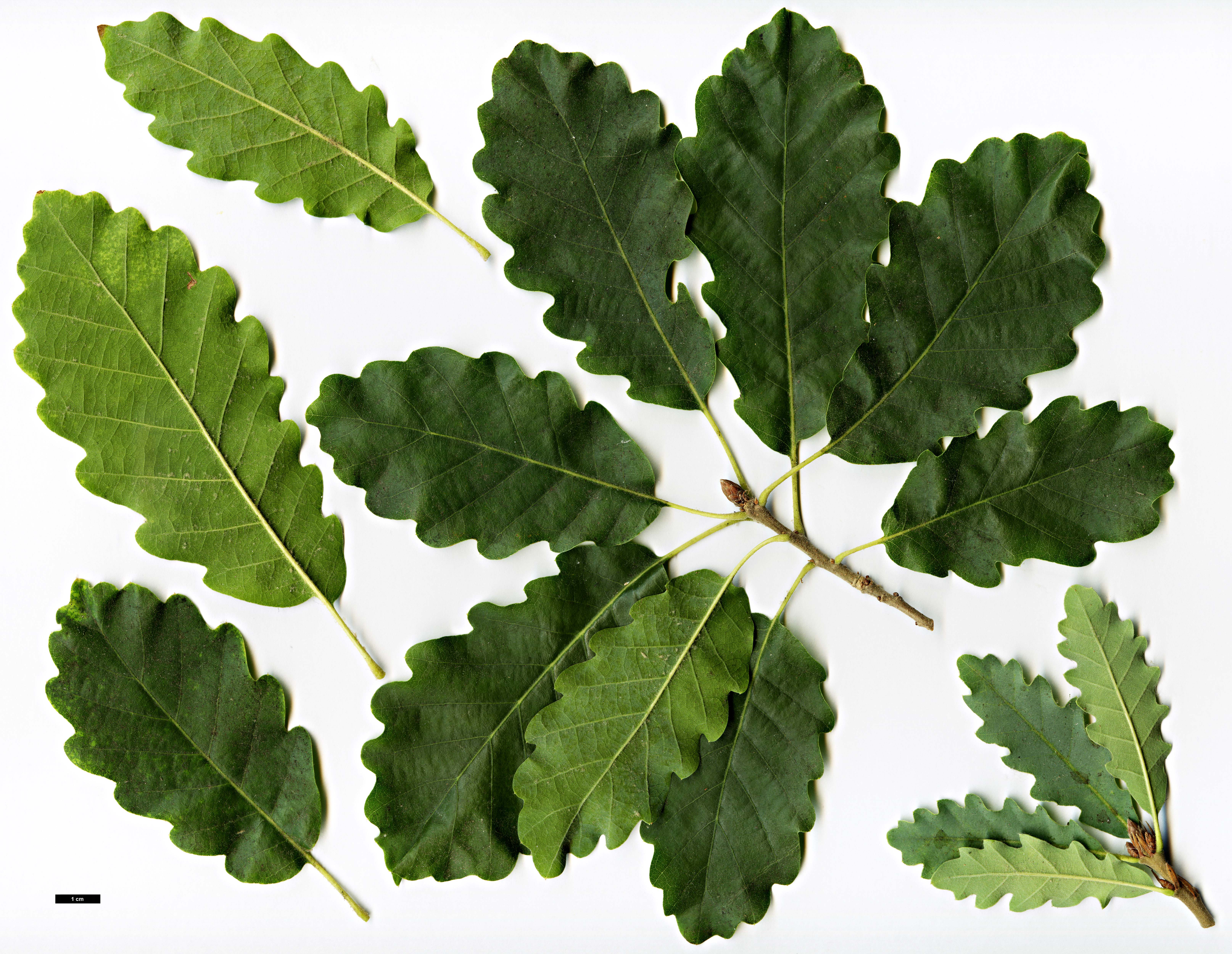 High resolution image: Family: Fagaceae - Genus: Quercus - Taxon: infectoria - SpeciesSub: subsp. veneris